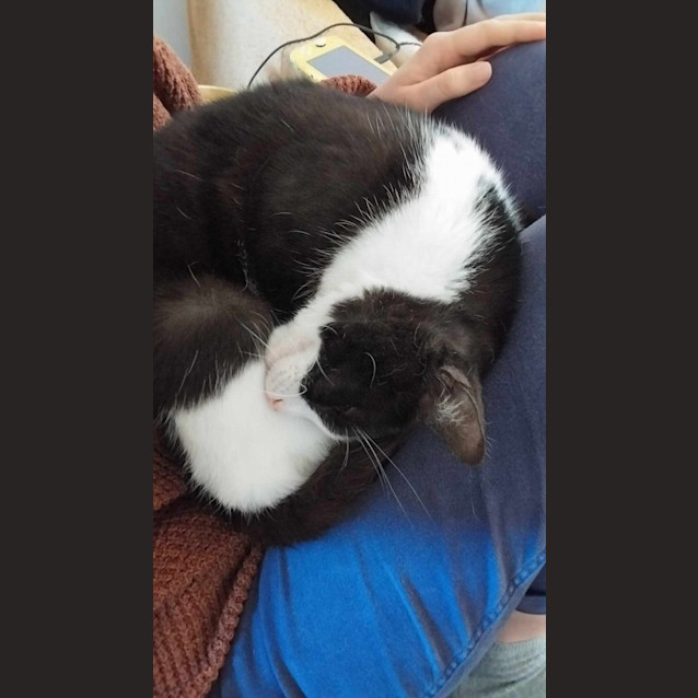 Photo of Zorro