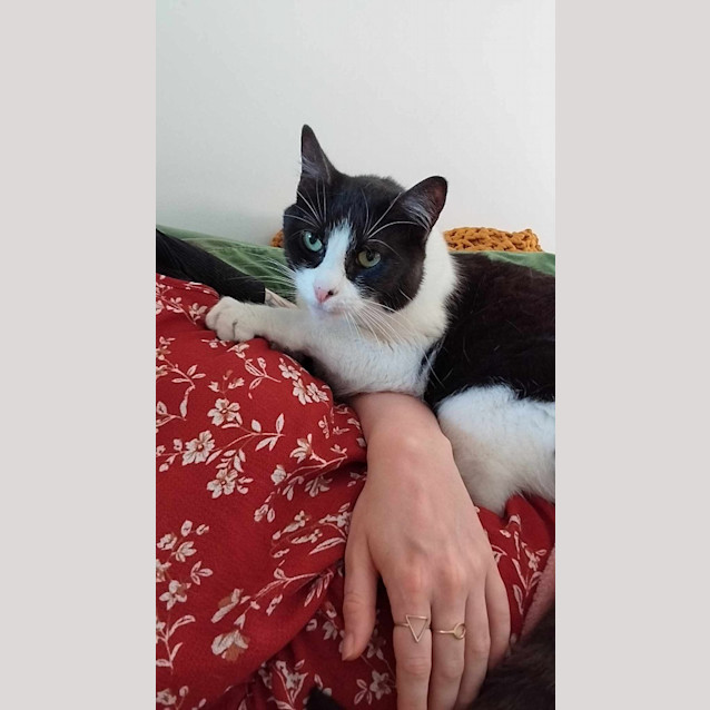 Photo of Zorro