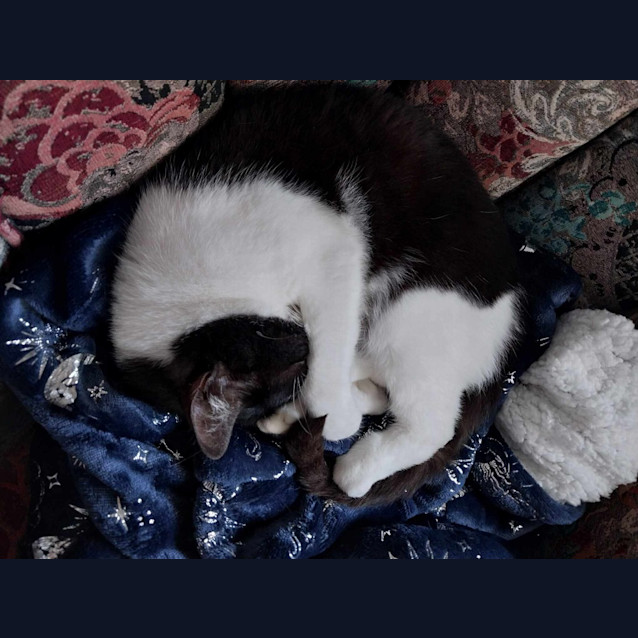 Photo of Zorro