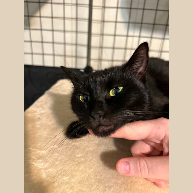 Photo of Pumpkin