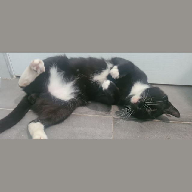 Photo of Maxwell