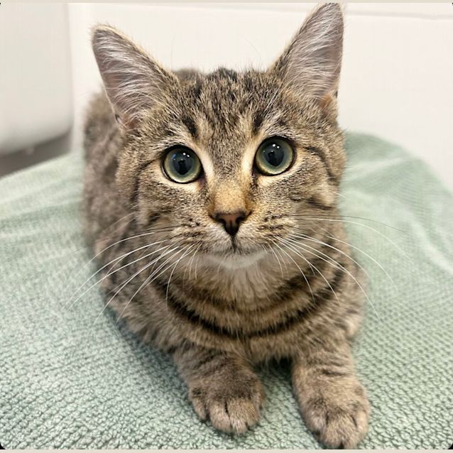 Photo of 🩷 Bree 🐱 