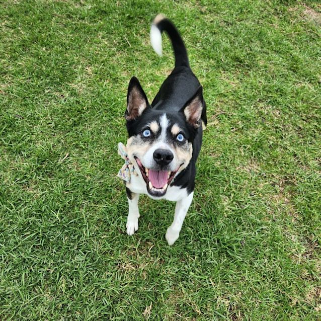 Photo of Stella (29925)
