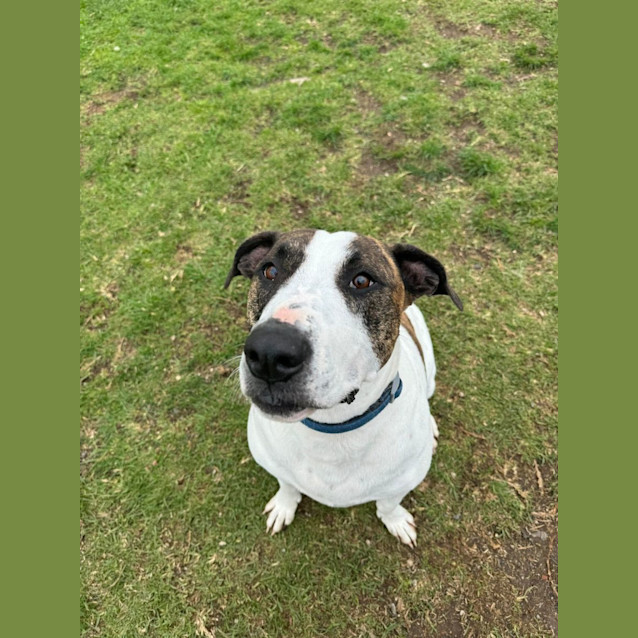 Photo of Mindy (62793)