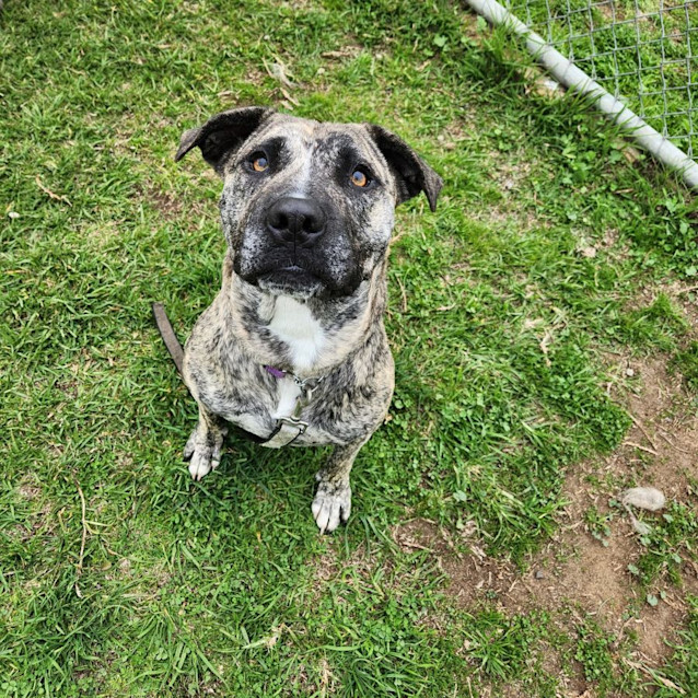 Photo of Lilo (57167)