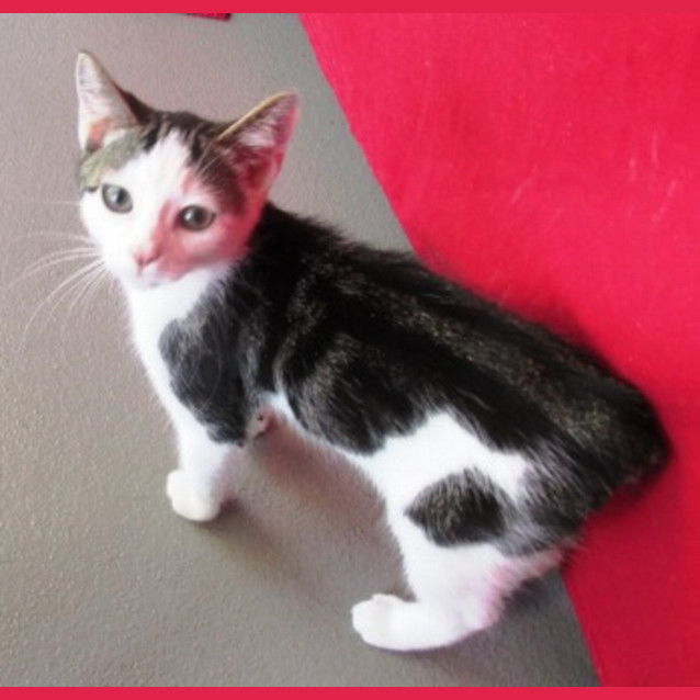 Photo of Onyx