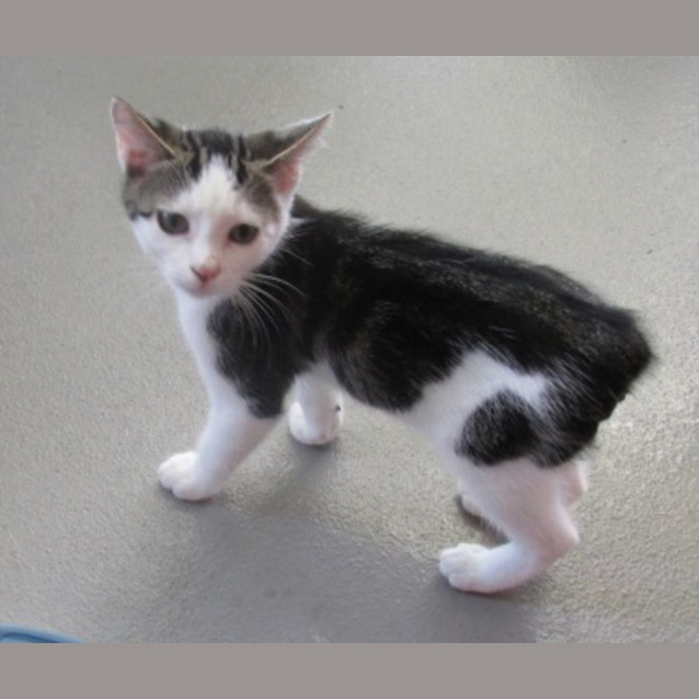 Photo of Onyx