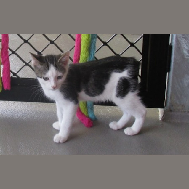 Photo of Onyx
