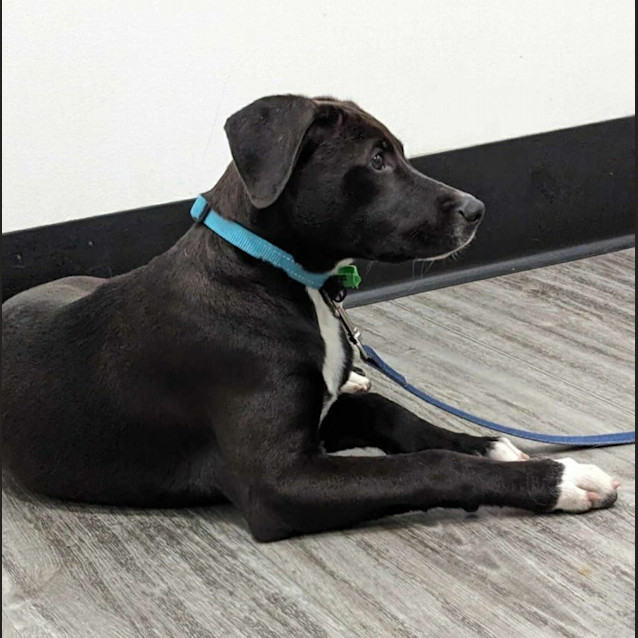 Photo of Luna