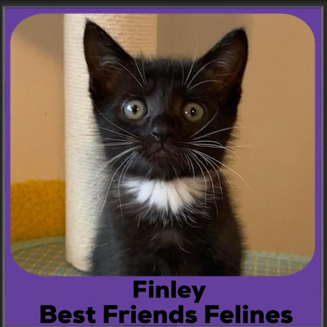 Photo of Finley
