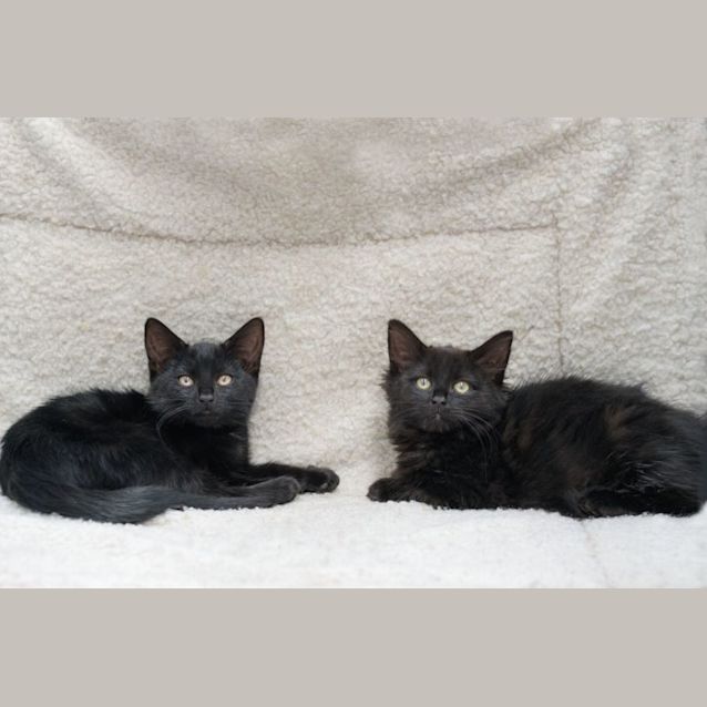 Photo of Zhindy ** 2nd Chance Cat Rescue**