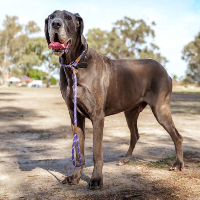 Photo of Nevada & Rhaegar 