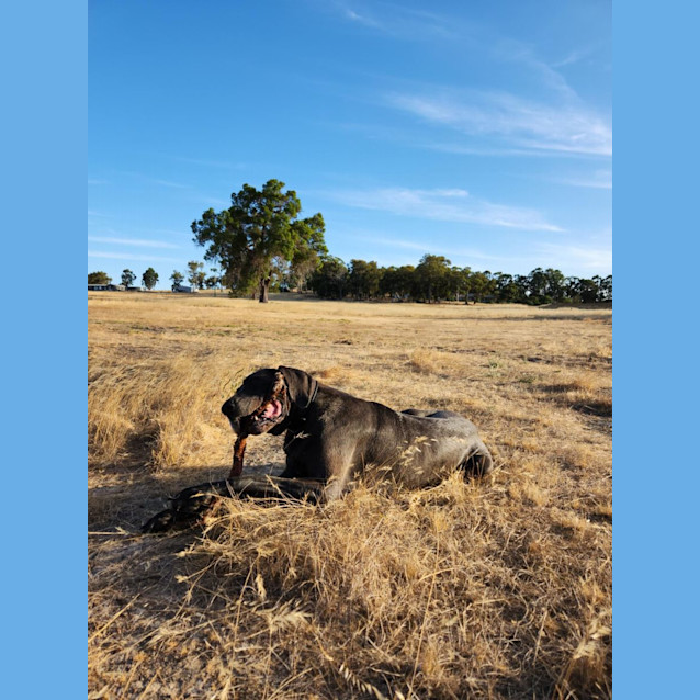 Photo of Nevada & Rhaegar 