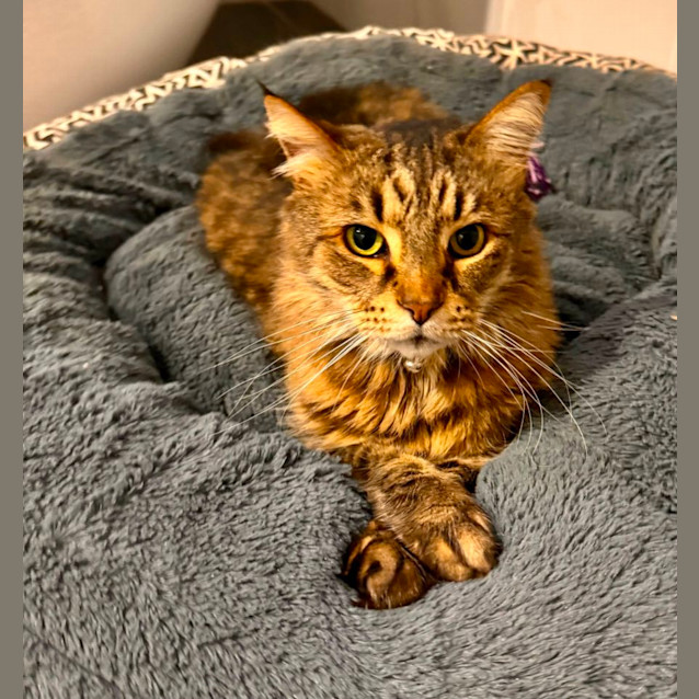 Photo of Zeus 🩵⚡️