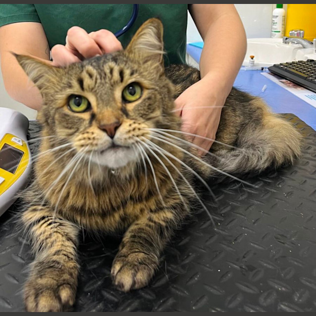 Photo of Zeus 🩵⚡️