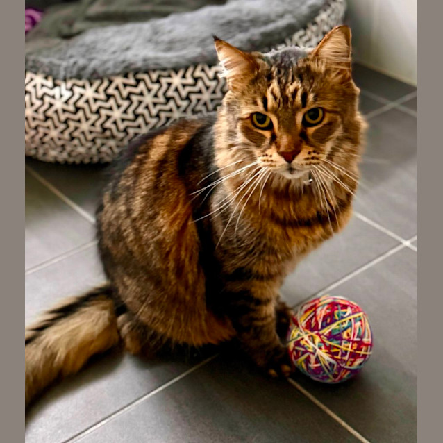 Photo of Zeus 🩵⚡️