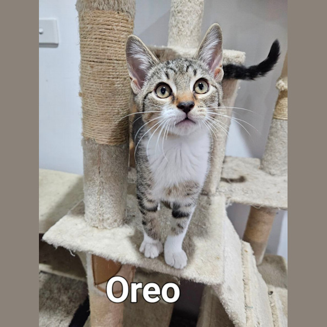 Photo of Oreo