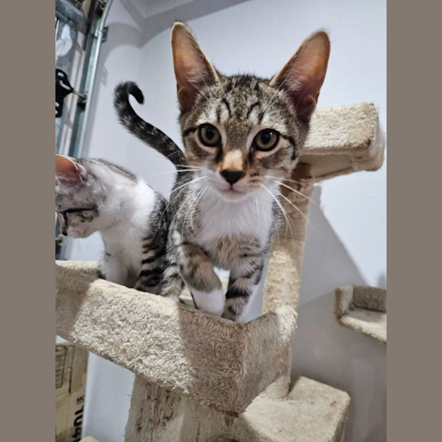 Photo of Oreo