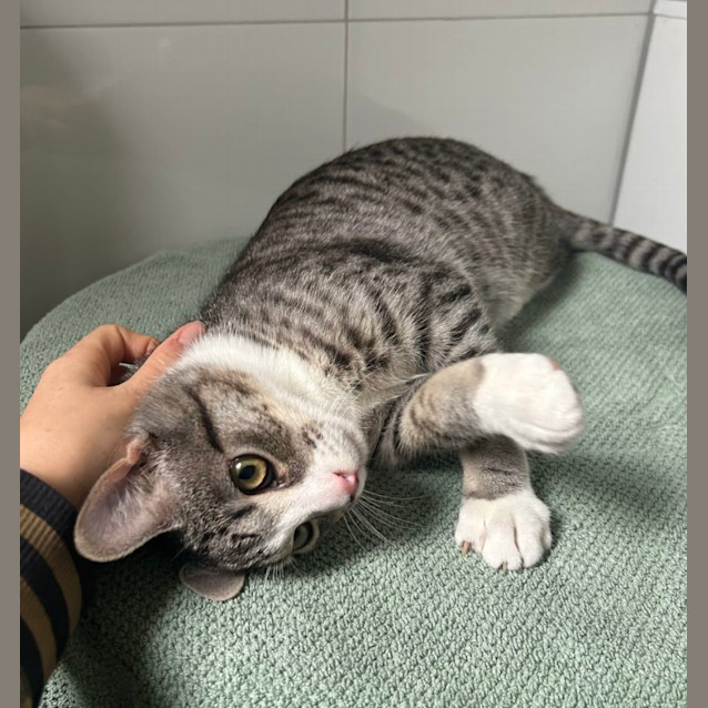 Photo of ❤️ Banana 🐱