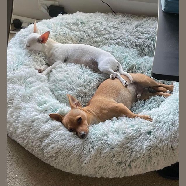 Photo of Bruno And Chica