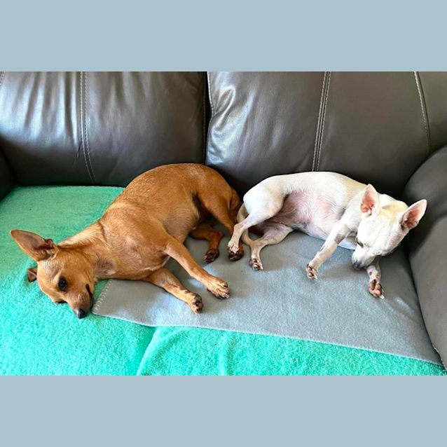 Photo of Bruno And Chica