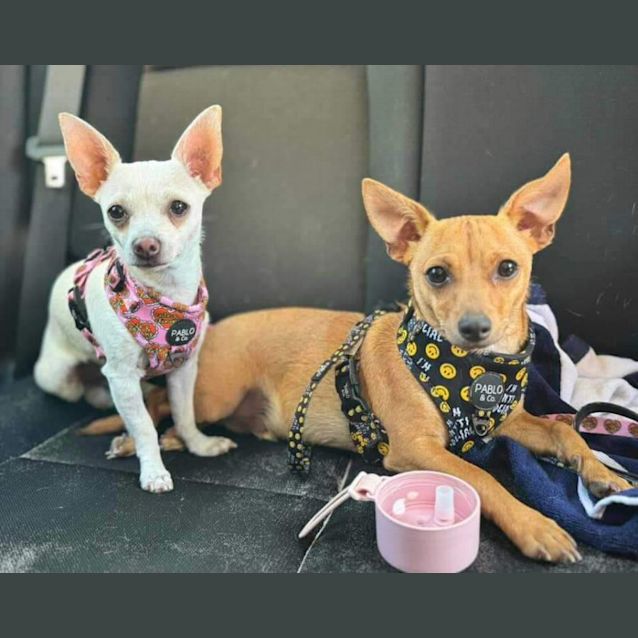 Photo of Bruno And Chica