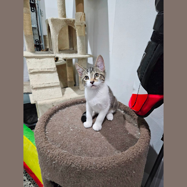 Photo of Buddy