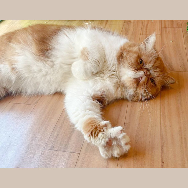 Photo of 🥝Kiwi🥝