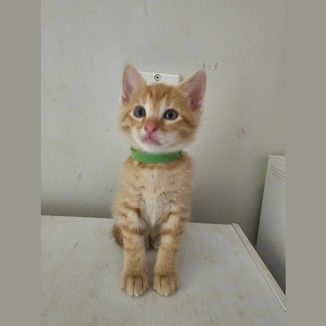 Photo of Biscoff (Green Collar)