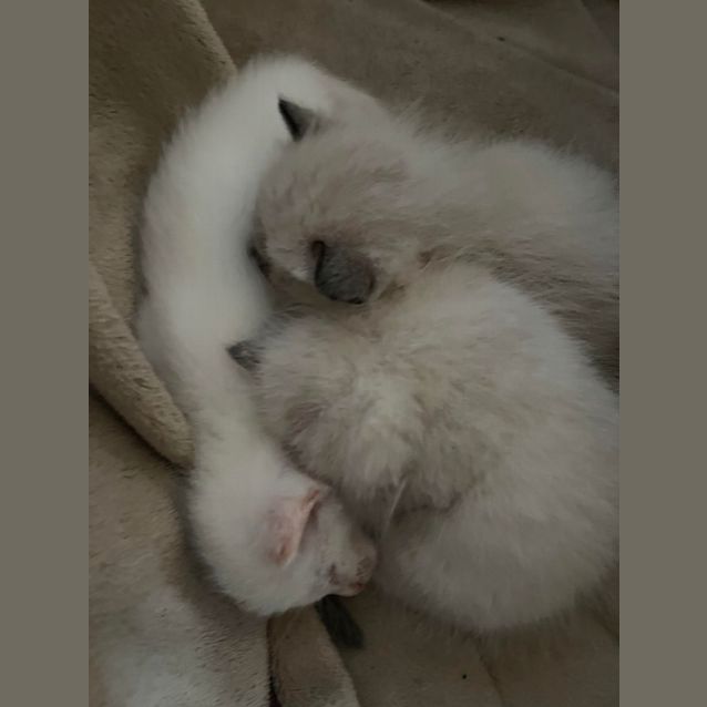 Photo of Luca