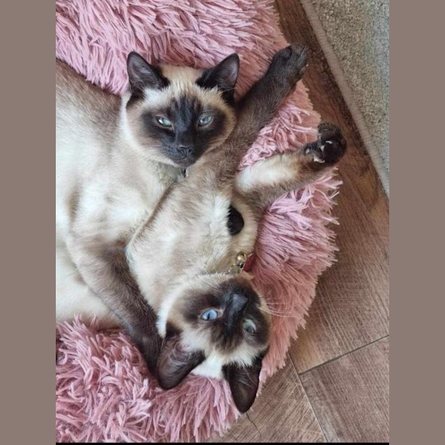 Photo of Jade And Ruby