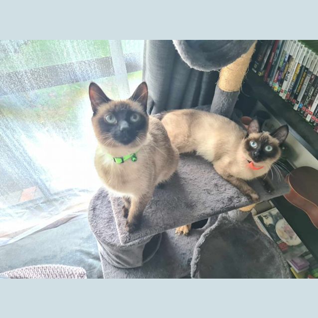 Photo of Jade And Ruby