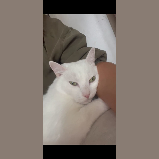 Photo of Ollie