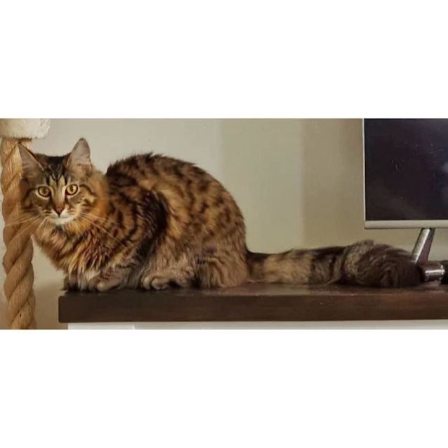 Photo of 8590   Meowgi
