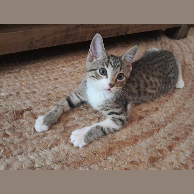 Photo of Biscotti And Tim Tam