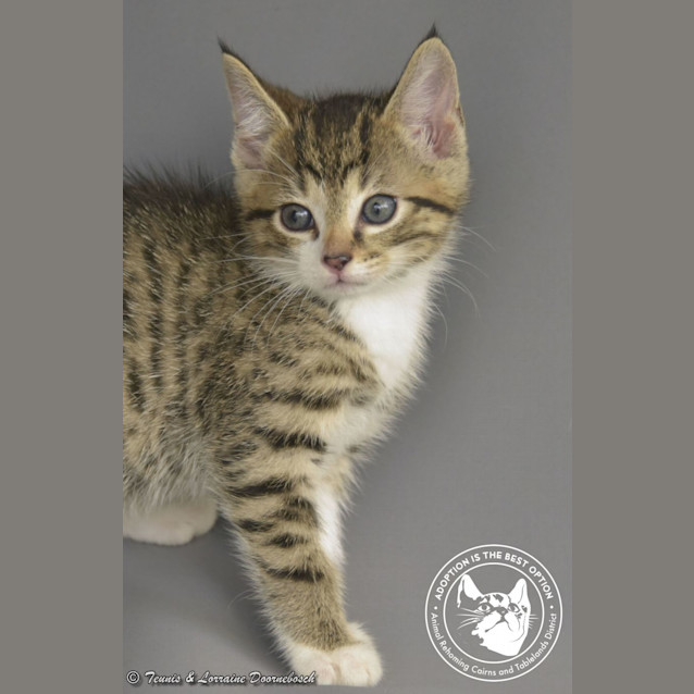 Photo of Biscotti And Tim Tam