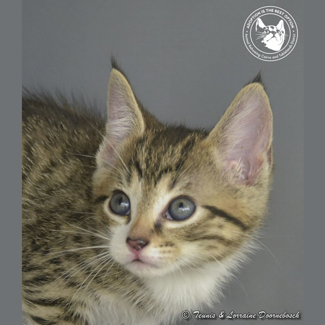 Photo of Biscotti And Tim Tam