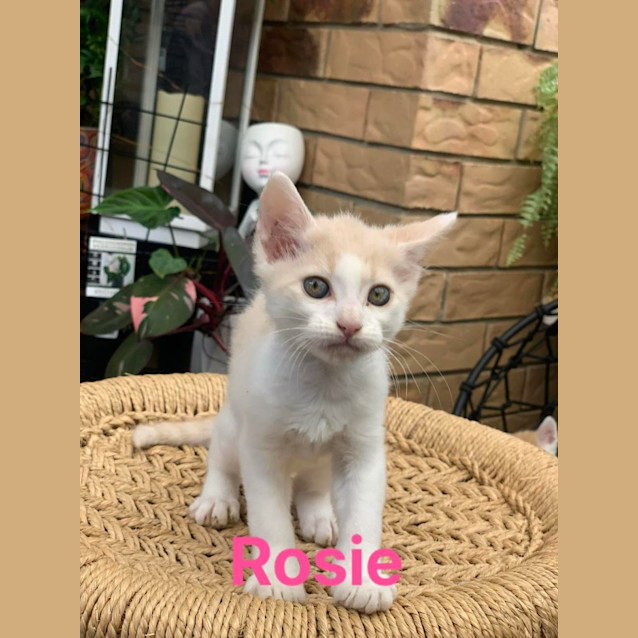 Photo of Rosie