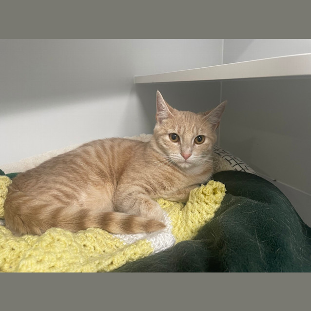 Photo of Mango