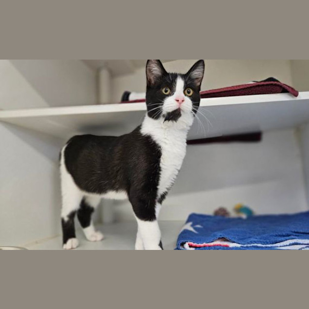 Photo of Oreo