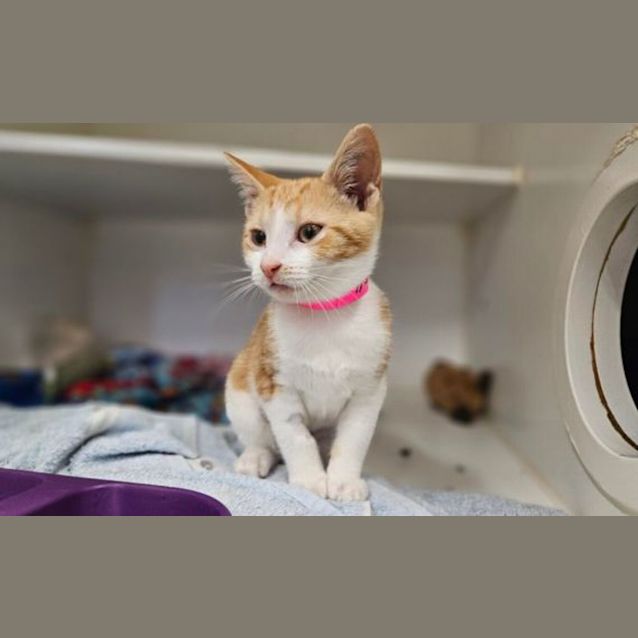 Photo of Cookie