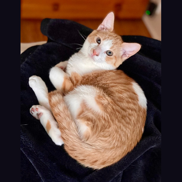 Photo of The Ginger Potato