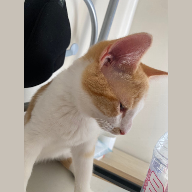 Photo of The Ginger Potato