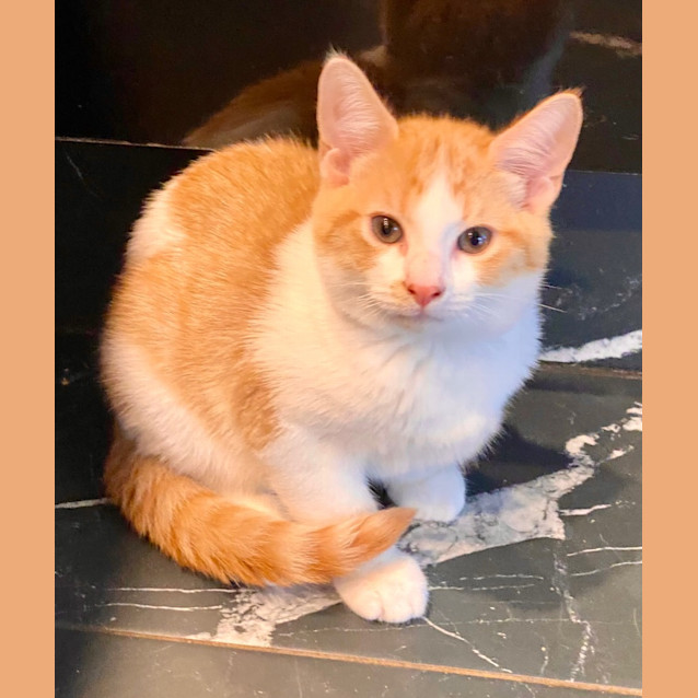 Photo of The Ginger Potato