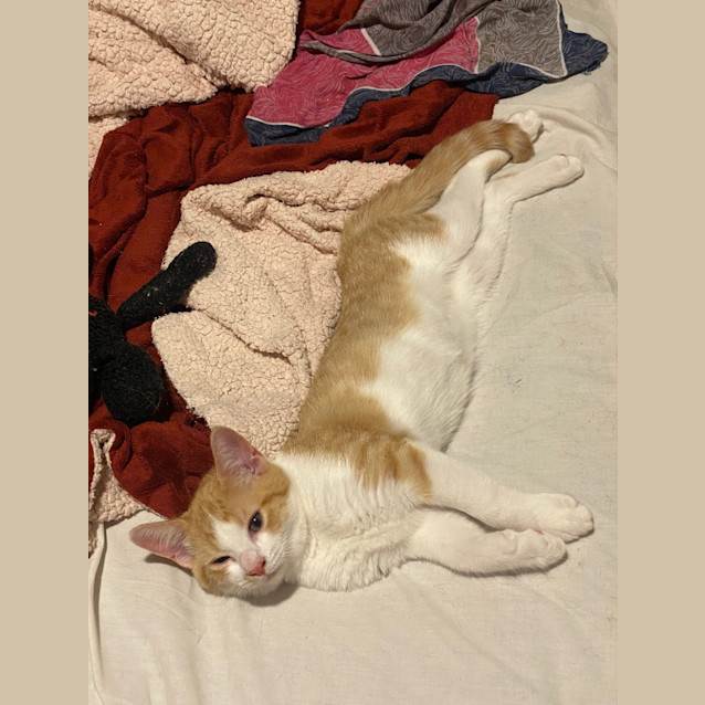 Photo of The Ginger Potato