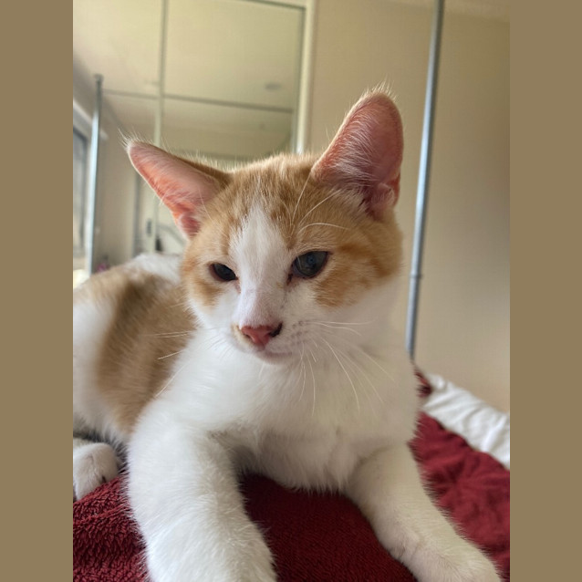 Photo of The Ginger Potato