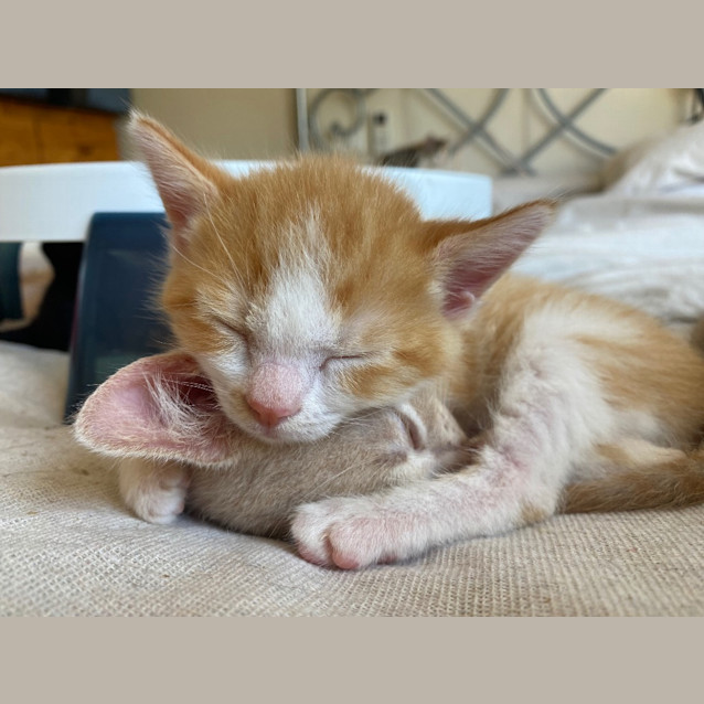 Photo of The Ginger Potato