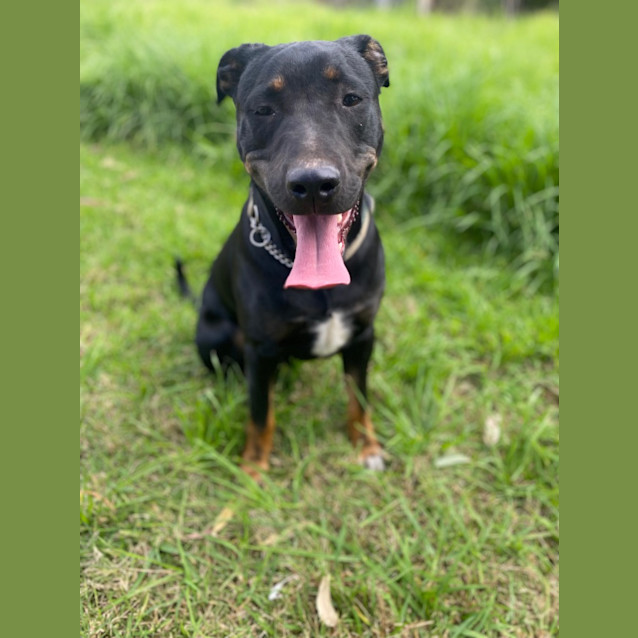 Photo of Shady (Shadow)