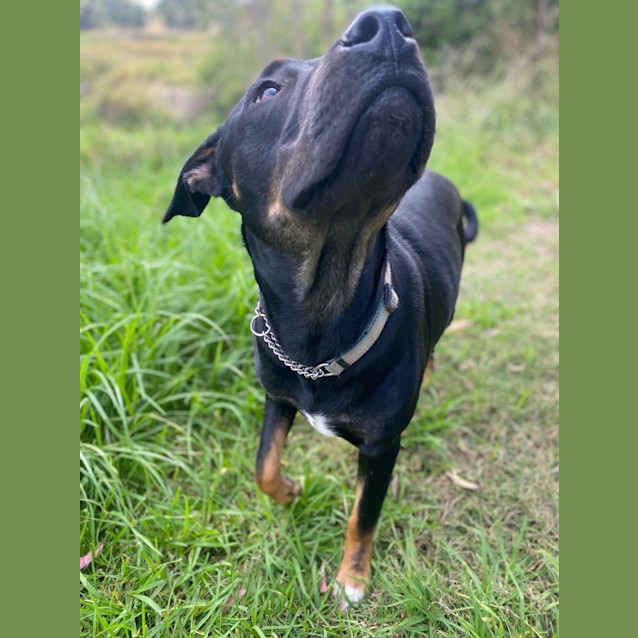 Photo of Shady (Shadow)