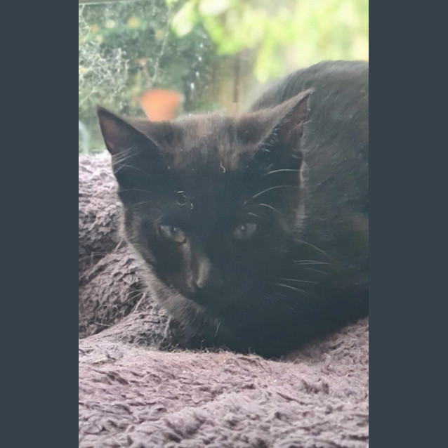Photo of Havarti